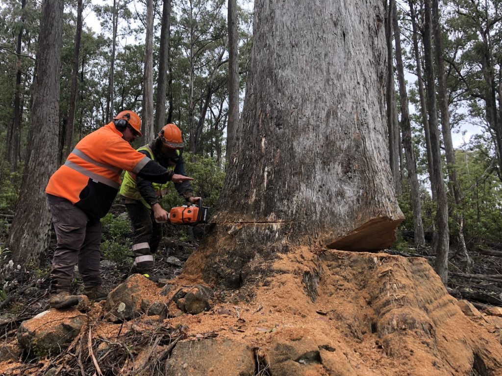 Foresting workers are logging tree
