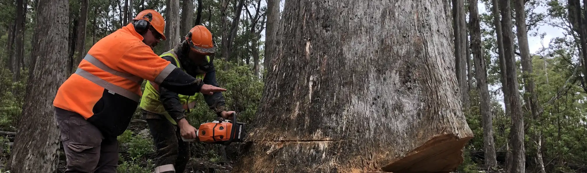 training for forest worker