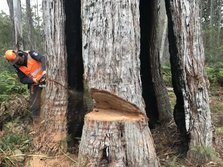 Tree Felling Safety Project